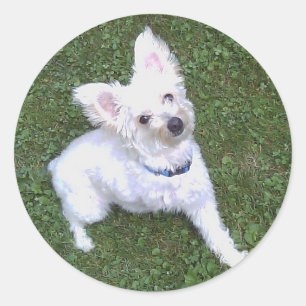 Sticker Rond Petey l'autocollant de Pom-A-Poo