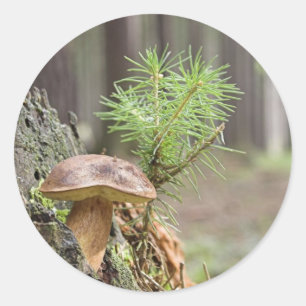 Sticker Rond Petit champignon sauvage