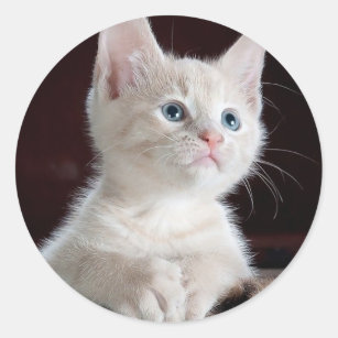 Sticker Rond Petit chaton blanc