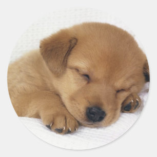 Sticker Rond Petit chiot mignon
