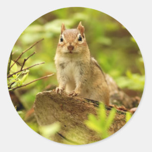 Sticker Rond Petit Chipmunk au Lookout