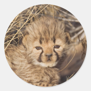 Sticker Rond Petit de 19 jours. Namibie