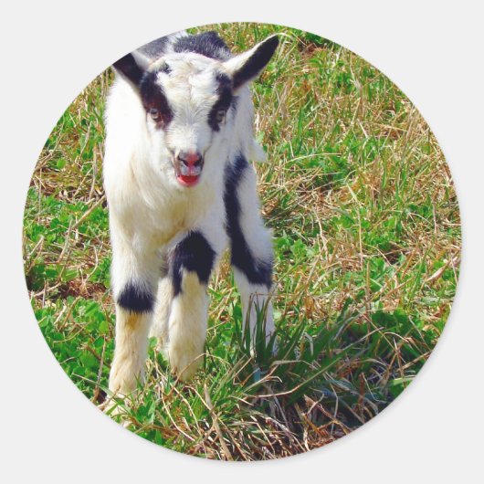 Sticker Rond Petit endroit (Devant)