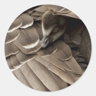 Sticker Rond Petit Gosling sous l'aile de maman