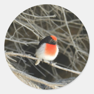 Sticker Rond petit oiseau de rouge-gorge se reposant sur une