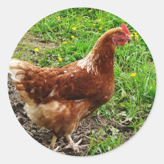 Sticker Rond Petit poulet rouge - Couche d'oeuf libre (Devant)