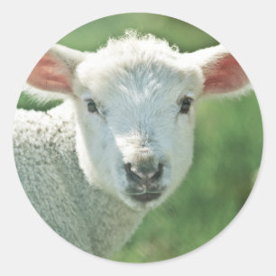 Sticker Rond Petit White Lamb