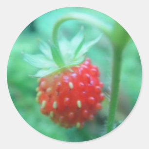 Sticker Rond Petite fraise de forêt