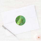 Sticker Rond Petite grenouille verte (Enveloppe)