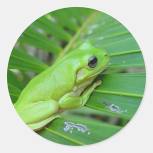 Sticker Rond Petite grenouille verte