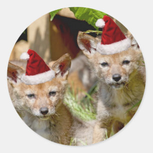 Sticker Rond Petits coyotes de Noël