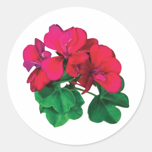Sticker Rond Petits géraniums Magenta (Devant)