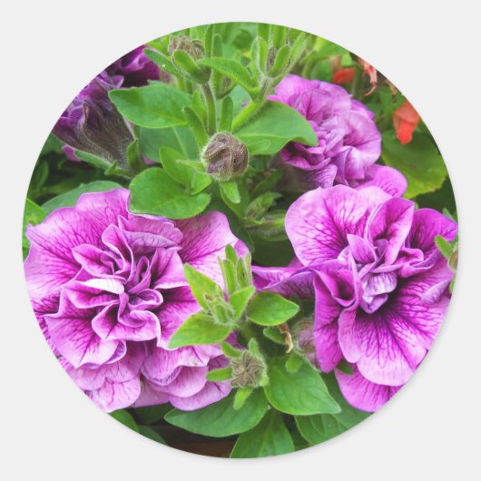 Sticker Rond Petunia Tumbelina Julia (Devant)