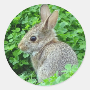 Sticker Rond Peu de lapin
