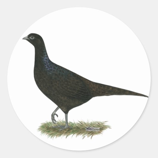 Sticker Rond Pheasant noir Hen (Devant)