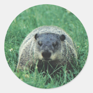 Sticker Rond Phil Groundhog
