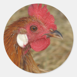 Sticker Rond Phoenix Rooster