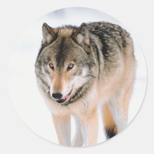 Sticker Rond Phoques d'enveloppe de Noël (Devant)