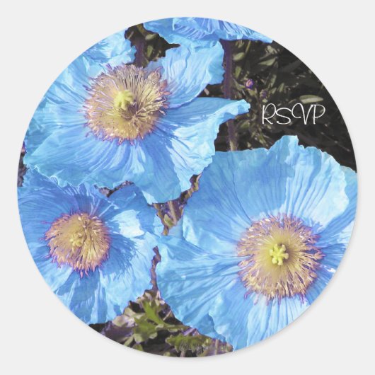 Sticker Rond Phoques Mariages d'enveloppes Blue Poppies (Devant)