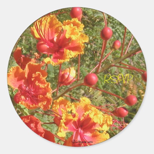 Sticker Rond Phoques/Stickers Mariage tropicaux Poinciana (Devant)