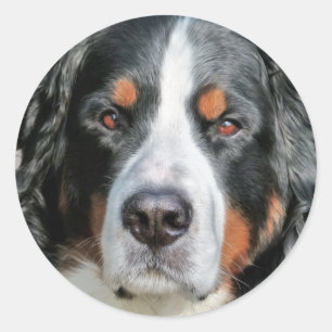Sticker Rond Photo Bernese Mountain Dog