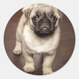 Sticker Rond Photo Chiot Carlin mignon