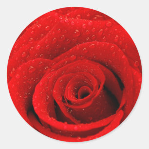 Sticker Rond Photo d'arrière - plan de rose rouge