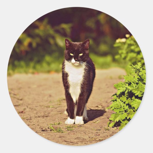 Sticker Rond Photo de chat Tuxedo noir et blanc (Devant)
