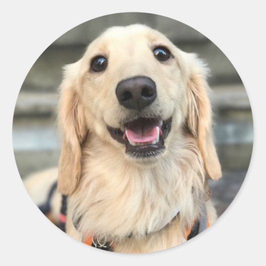 Sticker Rond Photo de chien adorable (Devant)