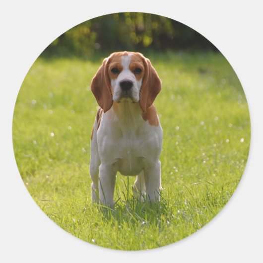 Sticker Rond Photo de chien personnalisée (Devant)