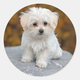 Sticker Rond Photo de Chiot Blanc Maltais