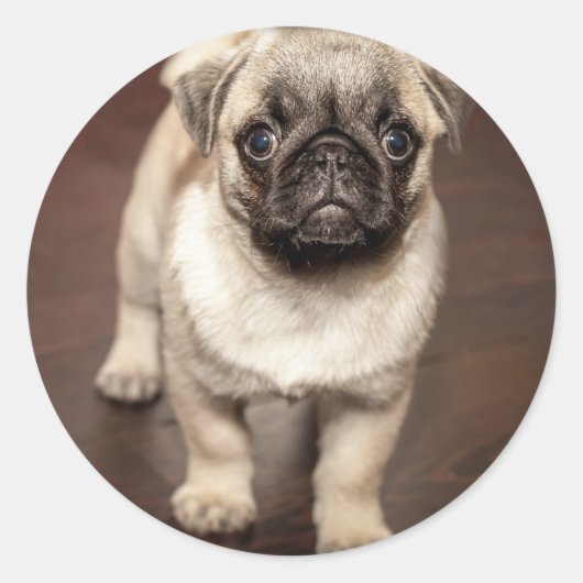 Sticker Rond Photo de chiot pug mignon (Devant)