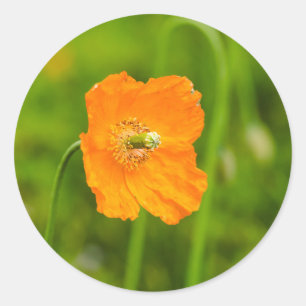 Sticker Rond Photo de fleur de pavot orange dans la nature sur