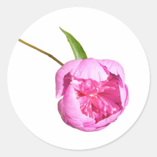 Sticker Rond Photo de fleur de pivoine rose élégante