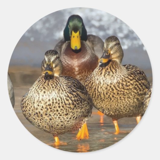 Sticker Rond Photo de la faune de Mallard Ducks (Devant)