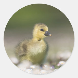 Sticker Rond Photo de la nature de Gosling