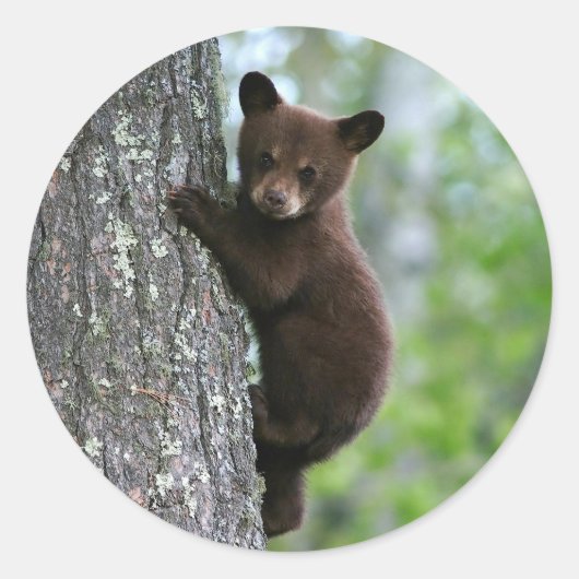 Sticker Rond Photo de l'arbre de l'ours Brown (Devant)