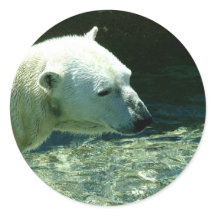 Photo de l'ours polaire