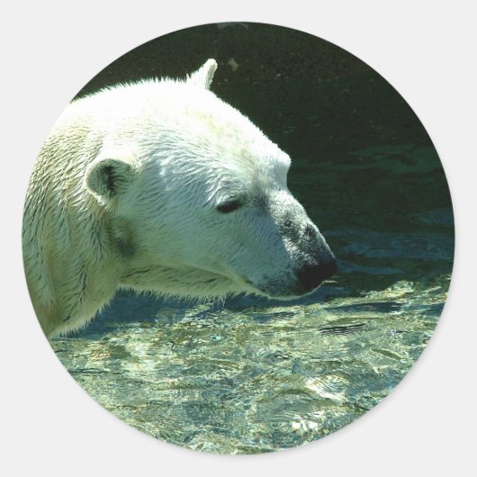 Sticker Rond Photo de l'ours polaire (Devant)