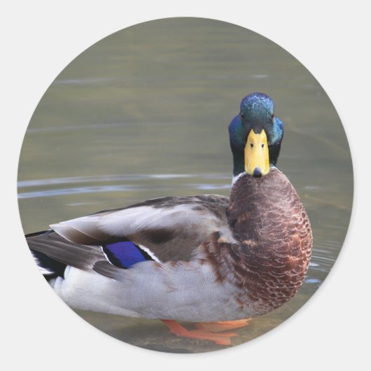 Sticker Rond Photo de Mallard Duck Drake Water (Devant)