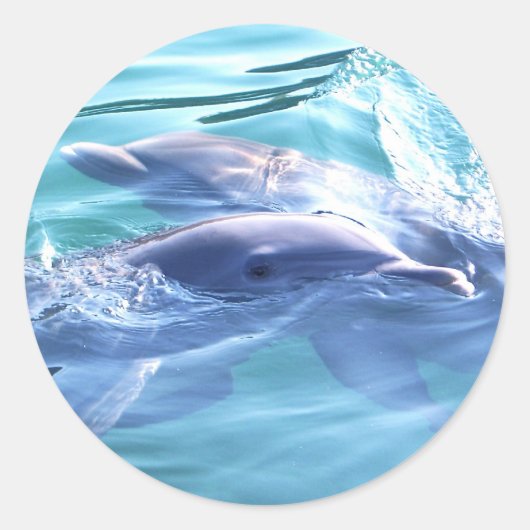 Sticker Rond Photo des dauphins (Devant)