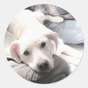 Sticker Rond Photo d'un chien blanc fatigué mignon avec son mei