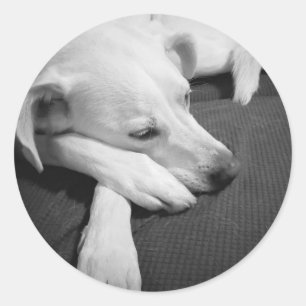 Sticker Rond Photo en noir et blanc d'un beau chien dormant
