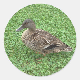 Sticker Rond Photo féminine de Mallard Duck