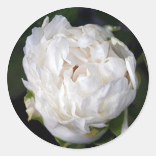 Sticker rond photo florale White Peony