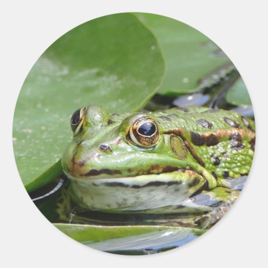 Sticker Rond Photo Grenouille Green Lily Pad (Devant)
