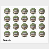 Sticker Rond Photo Tortue peinte (Feuille)