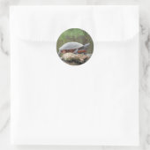 Sticker Rond Photo Tortue peinte (Sac)
