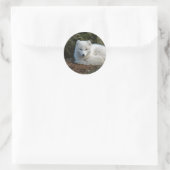 Sticker Rond Photo White Fox (Sac)
