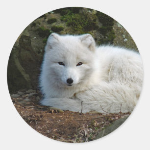 Sticker Rond Photo White Fox